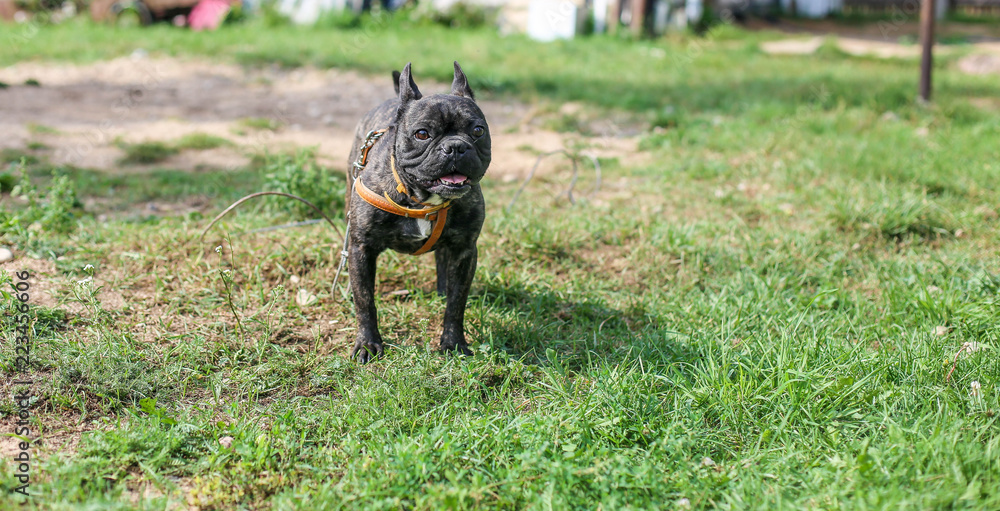 black thoroughbred french bulldog for a walk on the lawn. black thoroughbred french bulldog for a walk on the lawn.