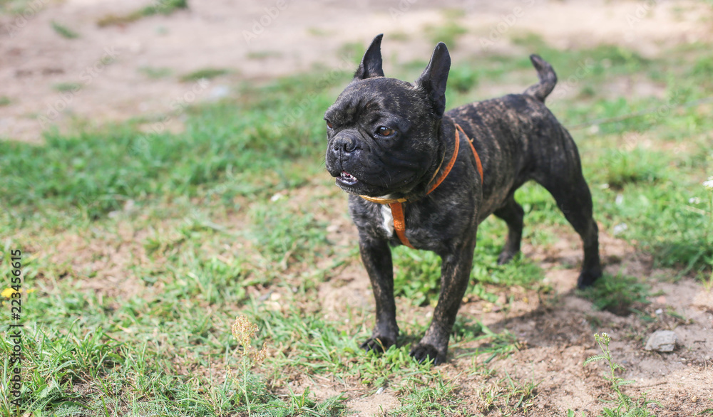 black thoroughbred french bulldog for a walk on the lawn. black thoroughbred french bulldog for a walk on the lawn.