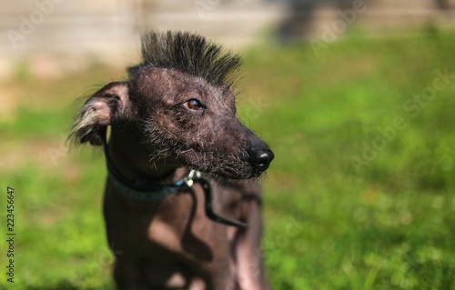 Mexican Hairless Dog, Xoloitzcuintli. pet with an Iroquois haircut.  walk on nature with a friend. photo