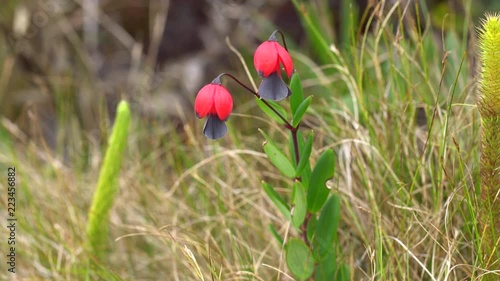 A Bomarea (Alstroemeriaceae) flowering on Paquisha Alta Tepuy in the Cordillera del Condor,  Ecuador. The Tepuy flora in southern Ecuador is extremely  biologically diverse with many endemics.  photo