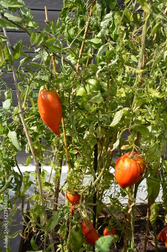 Légumes du jardin - Tomates allongées - ANDINE  CORNUE DES ANDES photo