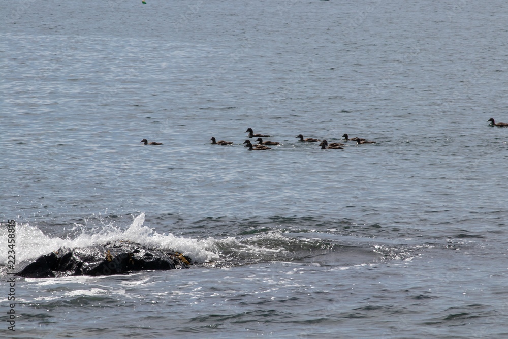 ducks swimming in the ocean with wave coming over black rock ducks swimming in the ocean with wave coming over black rock