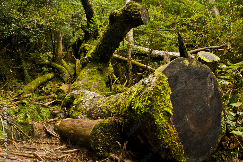 Obraz premium Yakushi growing up in Yakushima is said to grow huge in a special environment.Yakushima is a world heritage in Japan.