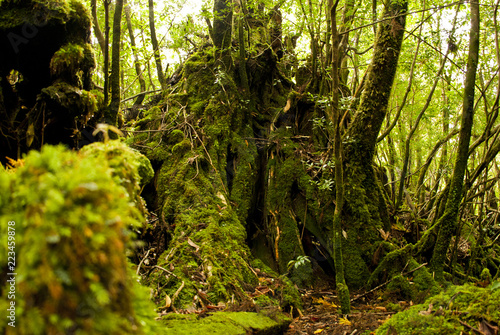 Yakushi growing up in Yakushima is said to grow huge in a special environment.Yakushima is a world heritage in Japan.