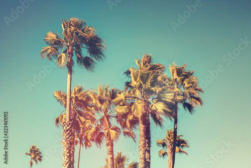 Palm trees with vintage retro color effect