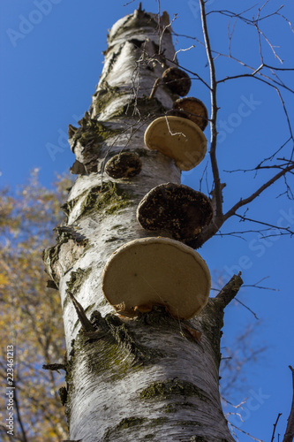 Piptoporus betulinus (Birch Polypore) on a dead silver birch tree with blue sky as background. Low perspective. This mushroom is known for its medicinal properties. photo