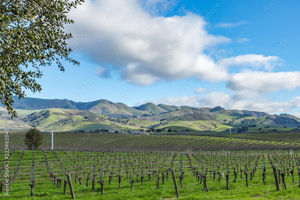 Dormant California Central Coast Vineyard in Winter, San Luis Obispo, Rolling Green Hills, Blue Sky, trees, clouds
