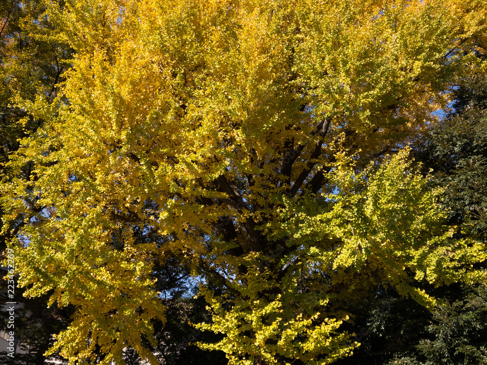 Fototapeta premium 秋の木々