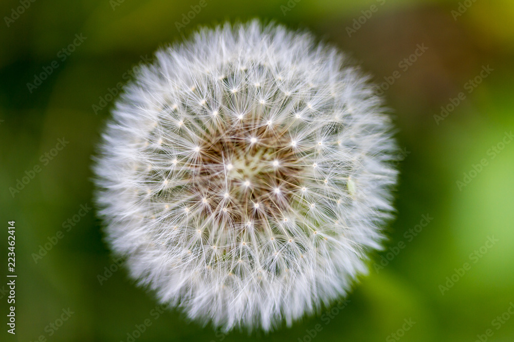 Perfect Dandelion Bloom Against a Soft Green Background Perfect Dandelion Bloom Against a Soft Green Background