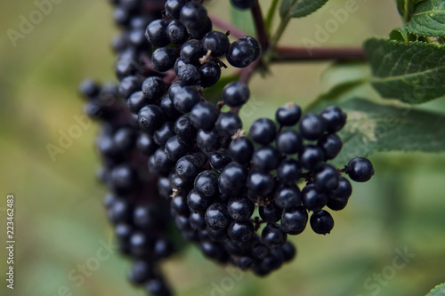 Forest Black berries on a green branch, Black aronia with leaves