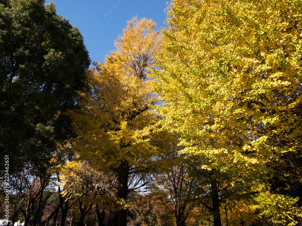 Naklejka premium 木々