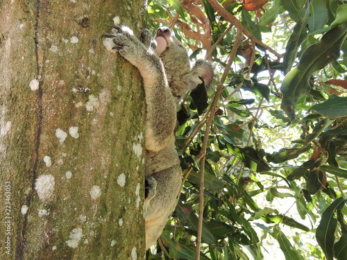 Photography Australian Koala