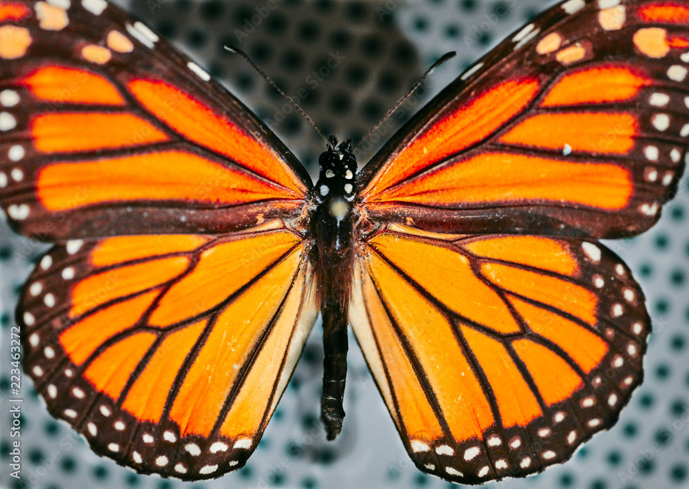 MARIPOSA MONARCA MARIPOSA MONARCA