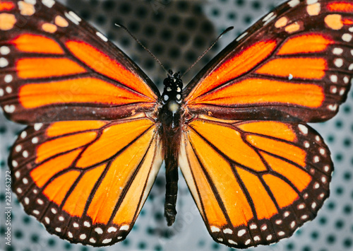 MARIPOSA MONARCA