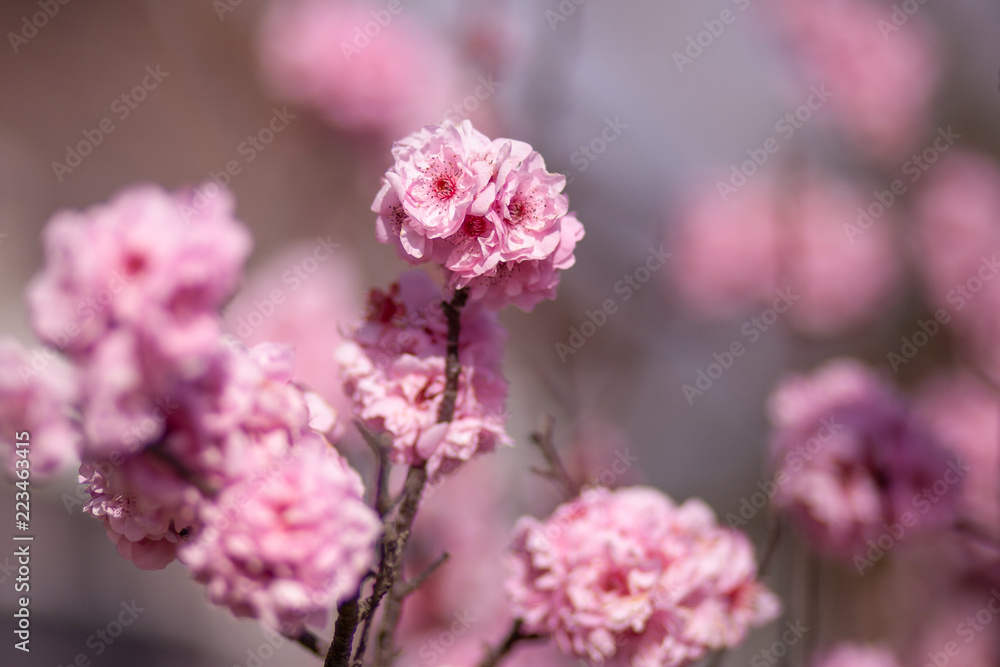 Tender cherry blooming flowers on blurred background Tender cherry blooming flowers on blurred background
