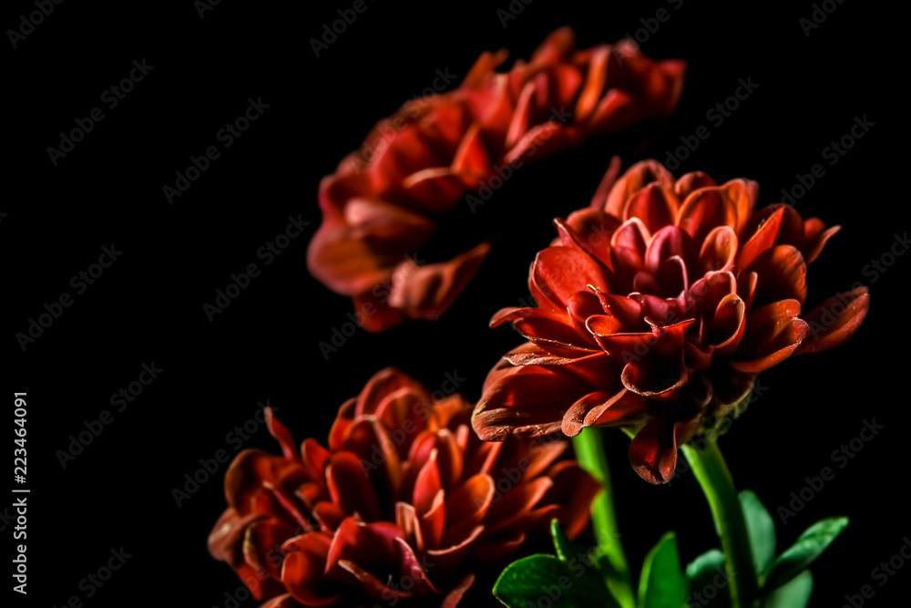 Dahlia - beautiful red flowers on black background Dahlia - beautiful red flowers on black background