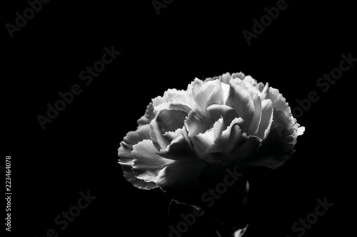 Beautiful White Carnation flower in black and white with copy space