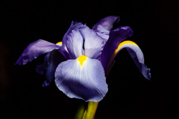 Papier peint photo Iris Macro iris bleu sur fond noir  © Greg Brave