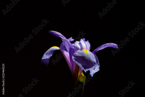 Fototapeta Naklejka Na Ścianę i Meble -  Closeup of beautiful purple blue iris flower head on black background
