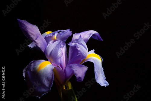Extreme closeup of purple blue iris flower head on black with copy space