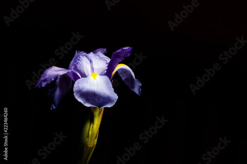 Fototapeta Naklejka Na Ścianę i Meble -  Closeup of purple blue iris flower head on black background with copy space