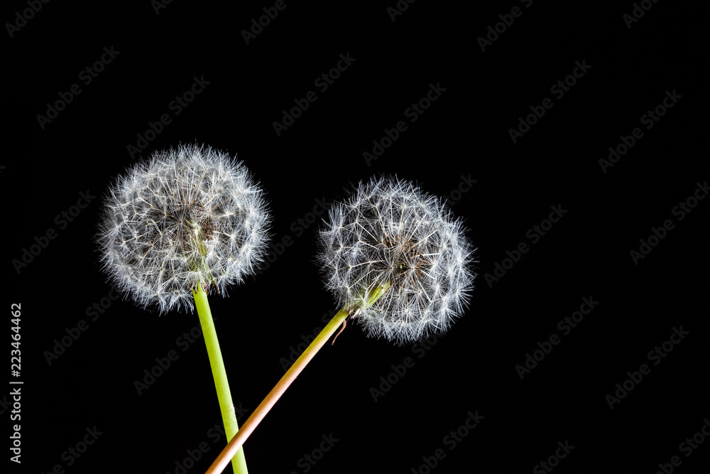 Two perfect dandelions on black background with copy space Two perfect dandelions on black background with copy space