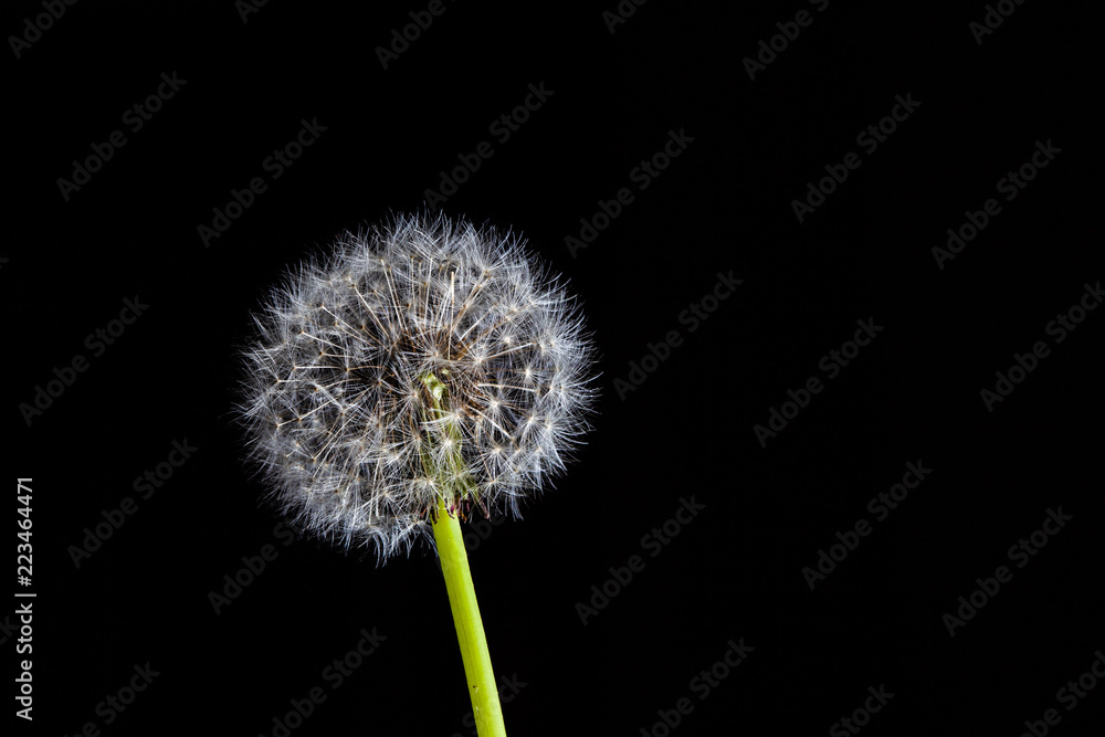 Closeup of dandelion on green stem on black with copy space Closeup of dandelion on green stem on black with copy space