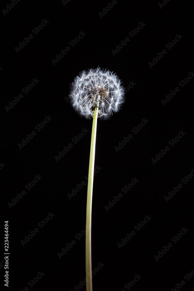 Lonely dandelion on long stem glowing on black background - vertical image Lonely dandelion on long stem glowing on black background - vertical image