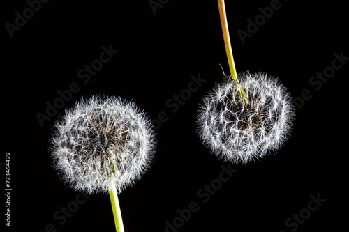 Fototapeta Naklejka Na Ścianę i Meble -  Two dandelions on black background  - clean studio shot