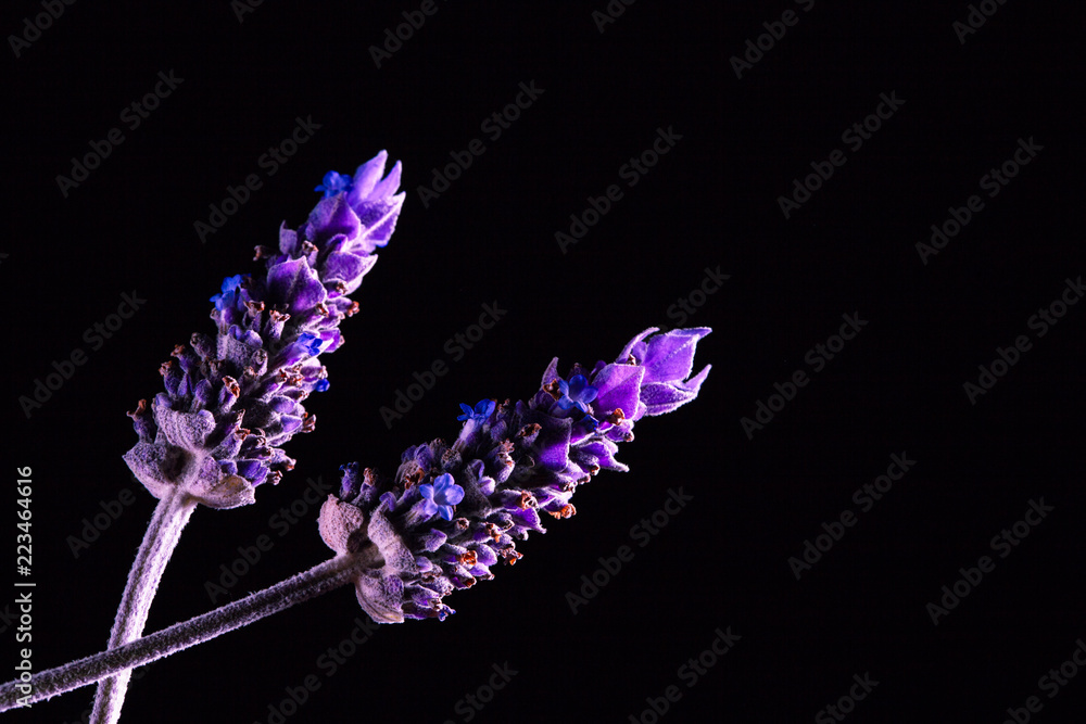 Fototapeta premium Dwa kwiaty lawendy na czarnym tle - studio strzał z miejsca na kopię