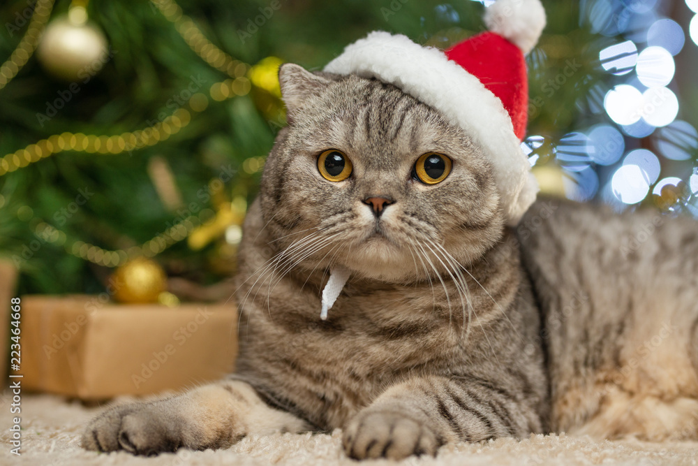 A cute cat in a Santa Claus hat against blurred Christmas lights A cute cat in a Santa Claus hat against blurred Christmas lights