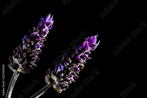 Fototapeta Naklejka Na Ścianę i Meble -  Two lavender flowers isolated on black with copy space