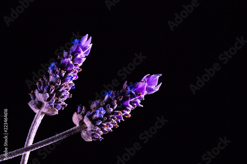 Fototapeta Naklejka Na Ścianę i Meble -  Two lavender flowers on black background - studio shot with copy space