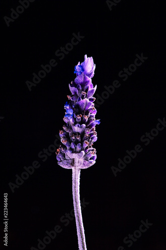 Fototapeta Naklejka Na Ścianę i Meble -  Amazing macro image of lavender flower on black background