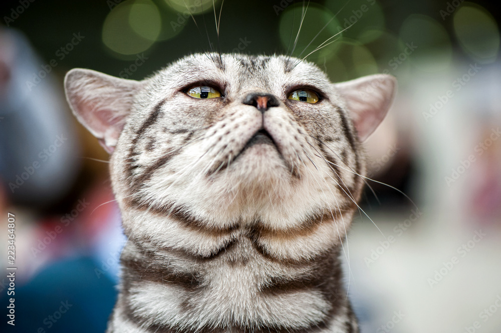 Naklejka premium american short hair cat looking up close-up portrait on blurred lights background