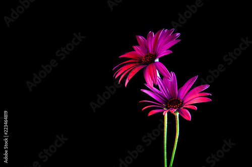 Two beautiful daisies glowing vividly in the dark with copy space
