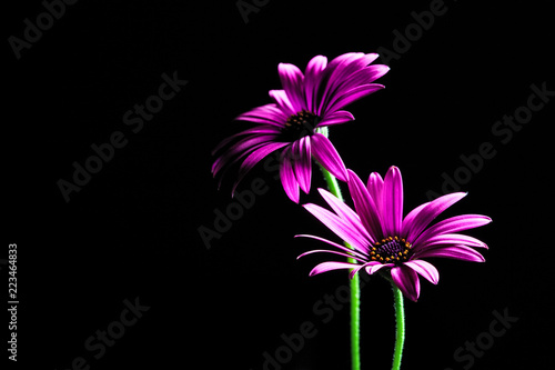 Purple African daisies lit from above - studio shot with copy space
