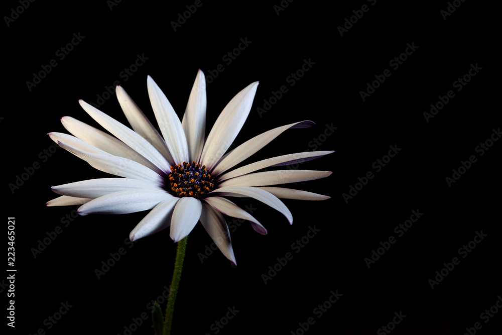 White African daisy on black background - studio shot with copy space White African daisy on black background - studio shot with copy space