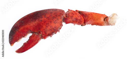 nipper of shrimp Lobster isolated on white background