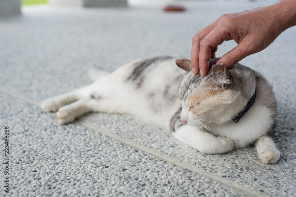 touch a sleeping cat touch a sleeping cat