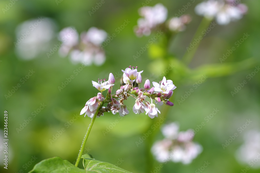 Blüte des Echten Buchweizen, Fagopyrum esculentum, Bayern, Deutschland, Europa