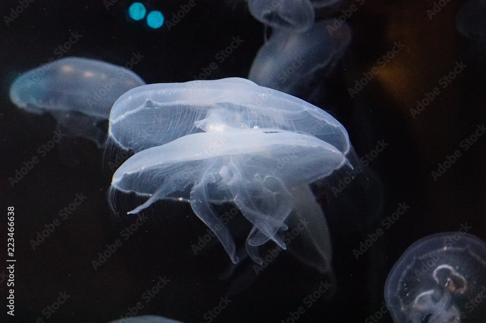 Obraz premium jellyfish