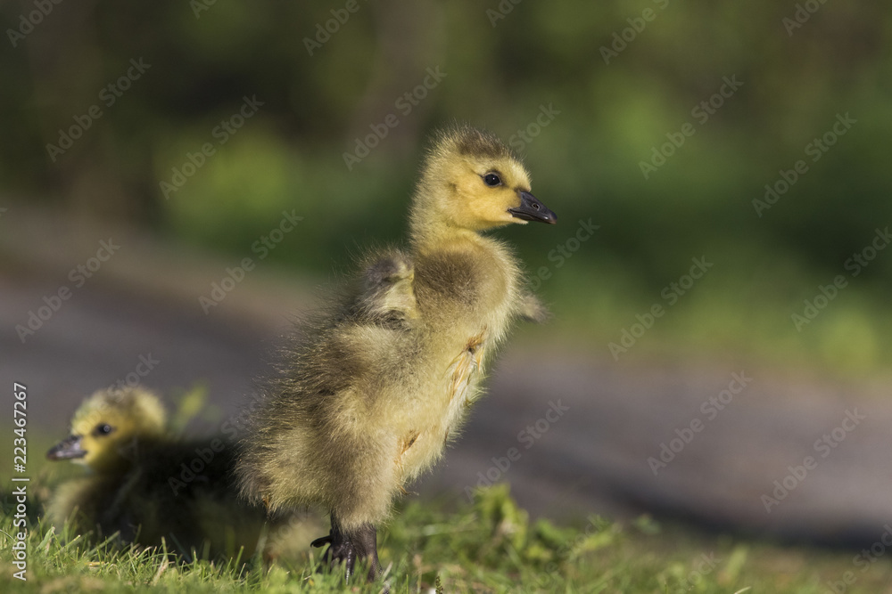 Canada Geese goslings Canada Geese goslings