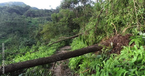 Uprooted tree block trail in forest after super typhoon Mangkhut in China on 16 Sep 2018 photo