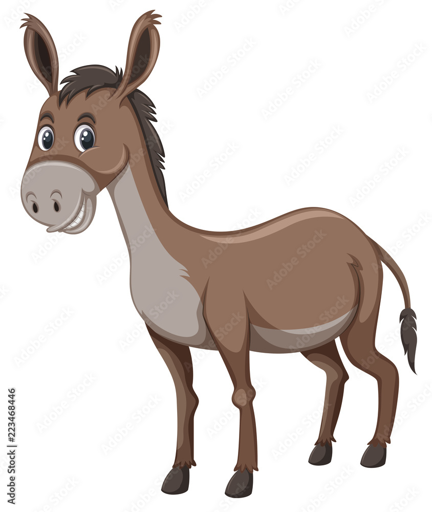 A donkey on white background