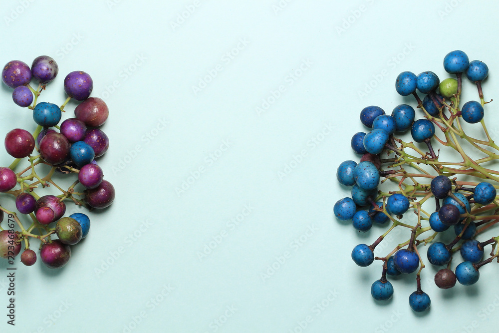 colorful beads ampelopsis glandulosa on blue background colorful beads ampelopsis glandulosa on blue background