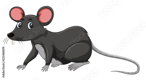 A black rat on white background