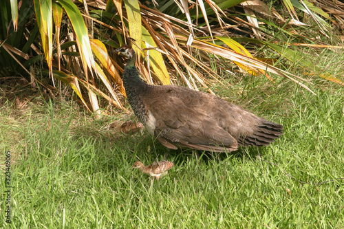 Birds of New Zealand near Lake Tarawera on the North Island photo