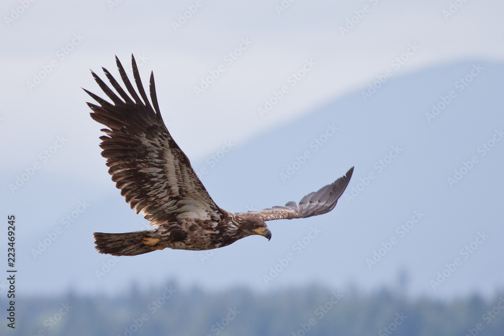 Obraz premium Juvenile bald eagle flying