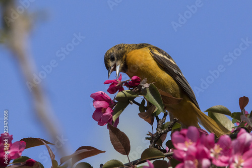 baltimore oriole in spring photo